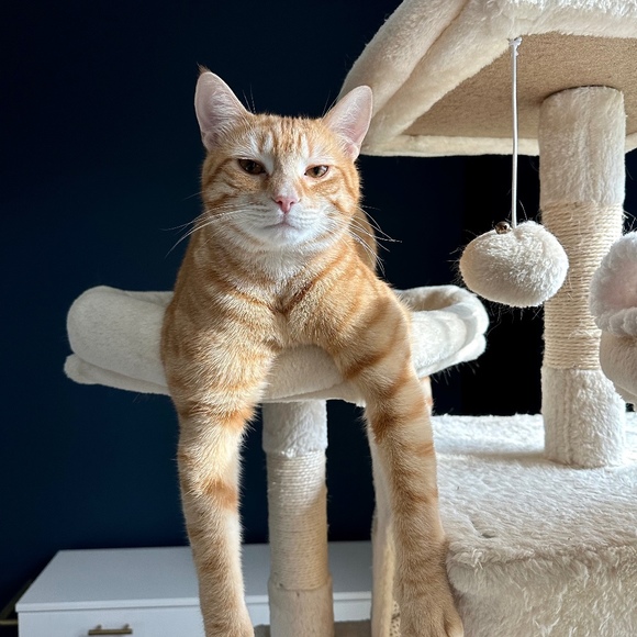 Meet your Posher, Miki - Picture 1 of 1